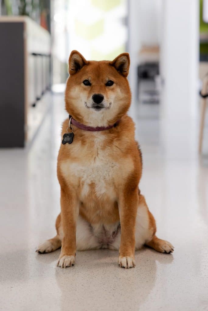 Sora (Shiba Inu) sitzt am Boden im Büro und sieht in die Kamera